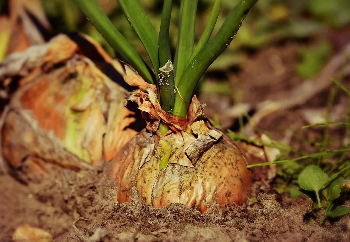 Plant roots pulled from a soil sample