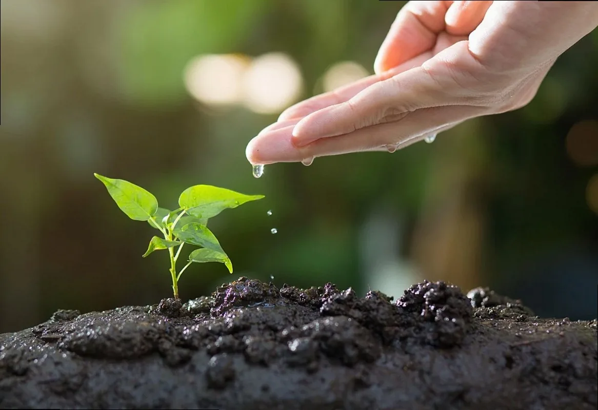 Hand planting a seedling in dark soil