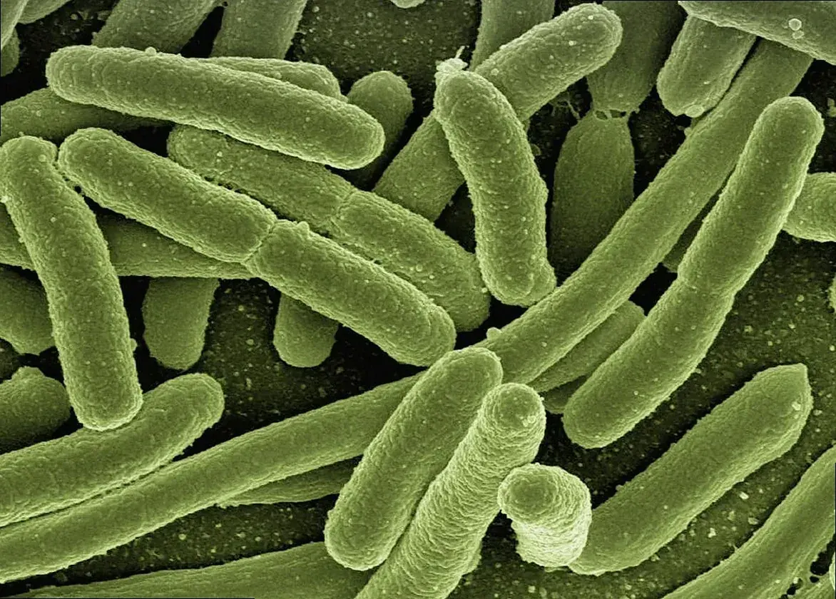 Microscope image of rod-shaped bacteria